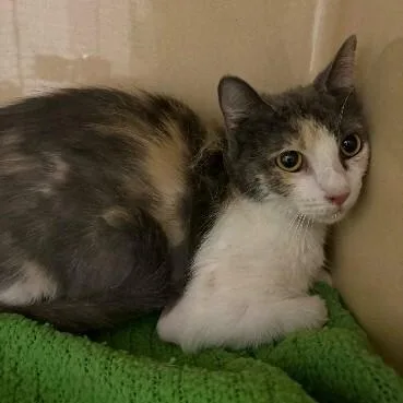 An adult medium-sized female Calico Domestic Short Hair cat named Daisy for adoption in Elyria, OH