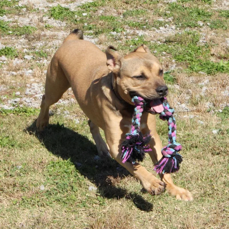 Locke "zuma" thumbnail 4