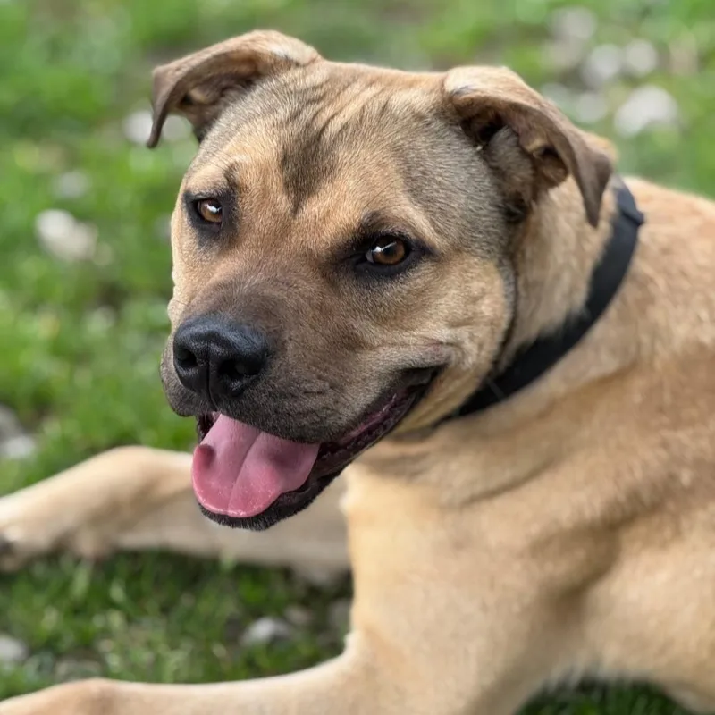 Locke "zuma" thumbnail 6