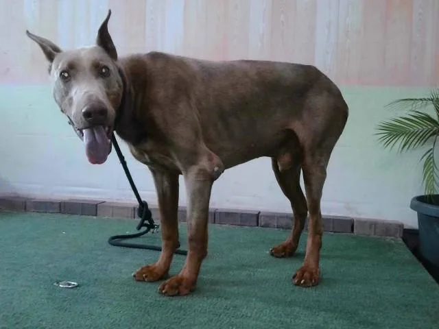 An adult large-sized male Doberman Pinscher dog named Fenrir for adoption in Baldwin Park, CA