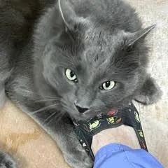 Tonkaaka Tucker thumbnail 5
