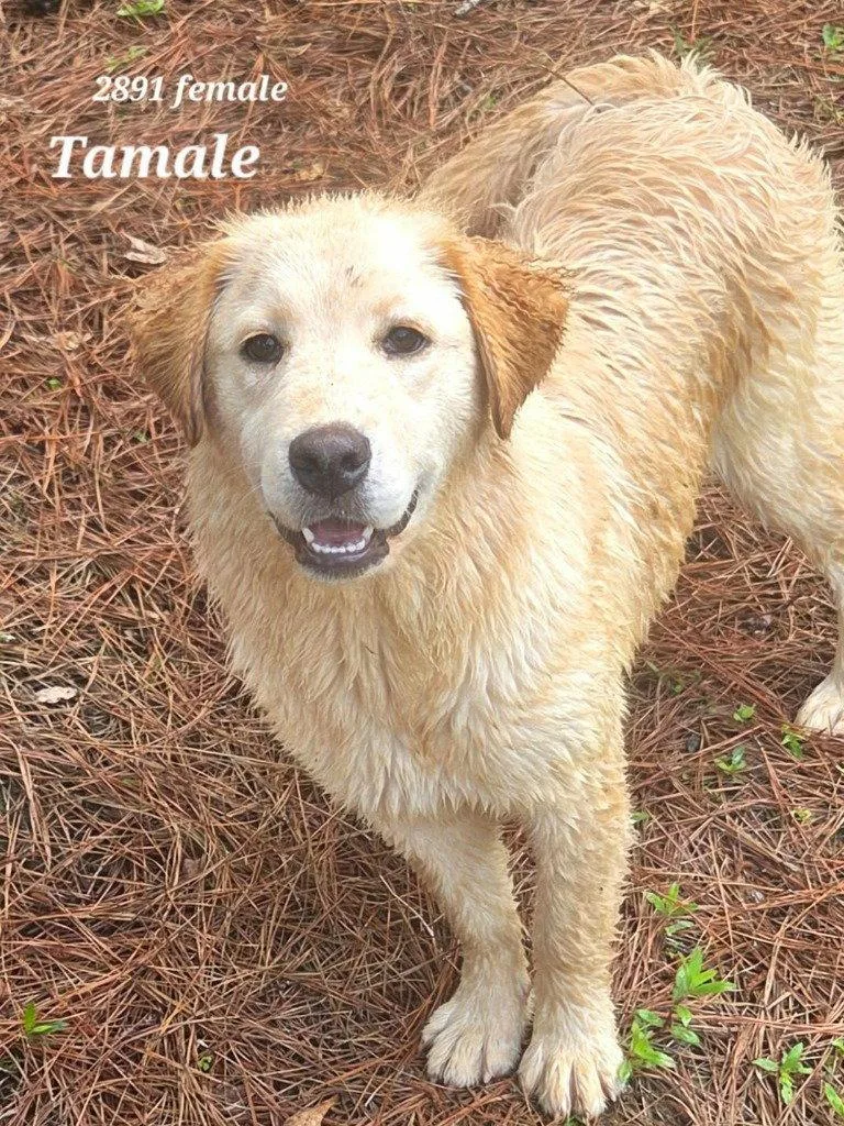 A baby large-sized female Retriever dog named Tamale for adoption in Bloomfield, CT