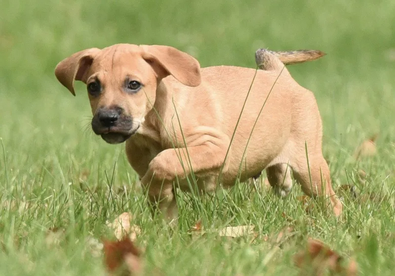 A baby medium-sized male Beagle dog named Linus for adoption in Mechanicsburg, PA