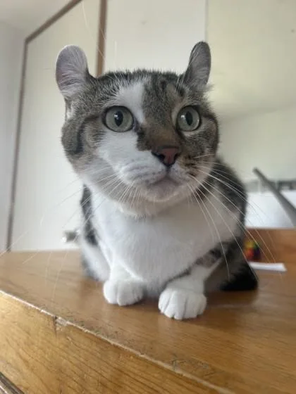 A senior medium-sized female Domestic Short Hair cat named Lexi for adoption in West Memphis, AR
