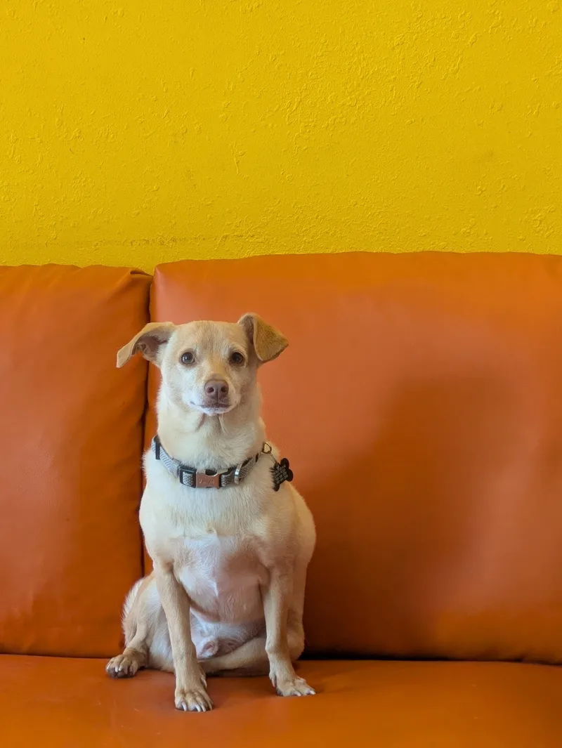 A young small-sized male Yellow / Tan / Blond / Fawn Chihuahua dog named Arthur for adoption in Santa Rosa, CA