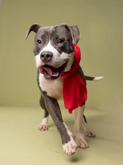 An adult large-sized male Mixed Breed dog named Armadillo for adoption in Atlanta, GA