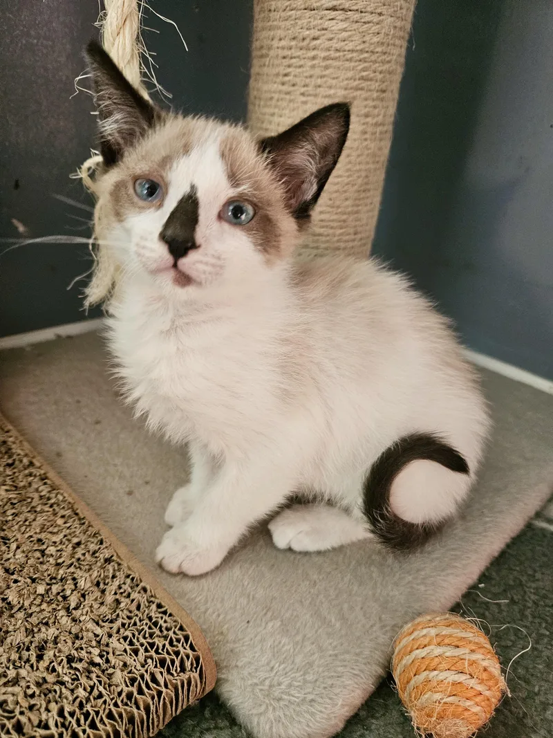 A baby small-sized male Siamese cat named Prince Nectarclaw for adoption in Richmond, VA