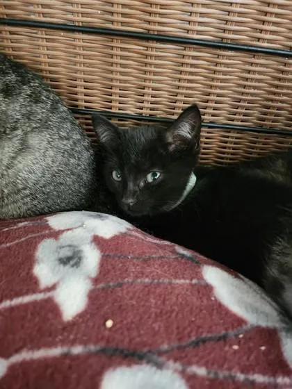 A baby small-sized male Domestic Short Hair cat named Martin for adoption in West Chester, PA