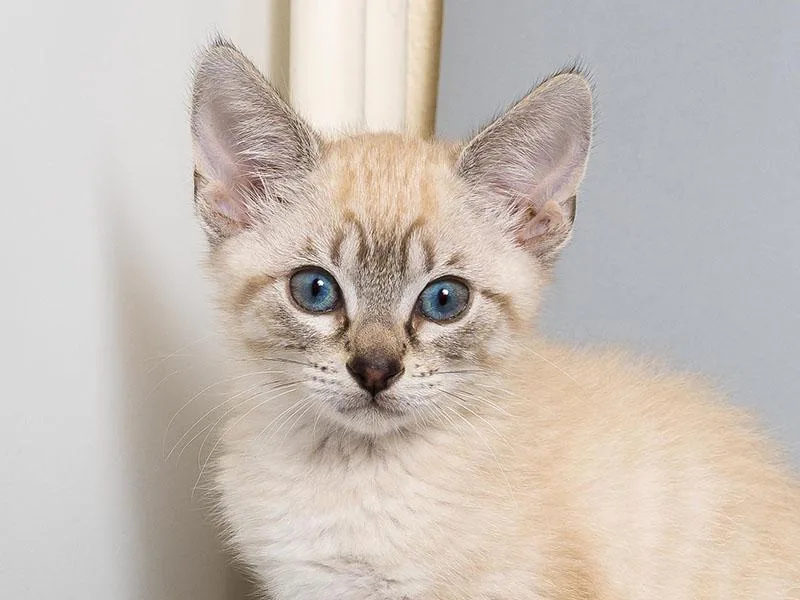 A baby small-sized female Domestic Short Hair cat named Opal for adoption in Longmont, CO