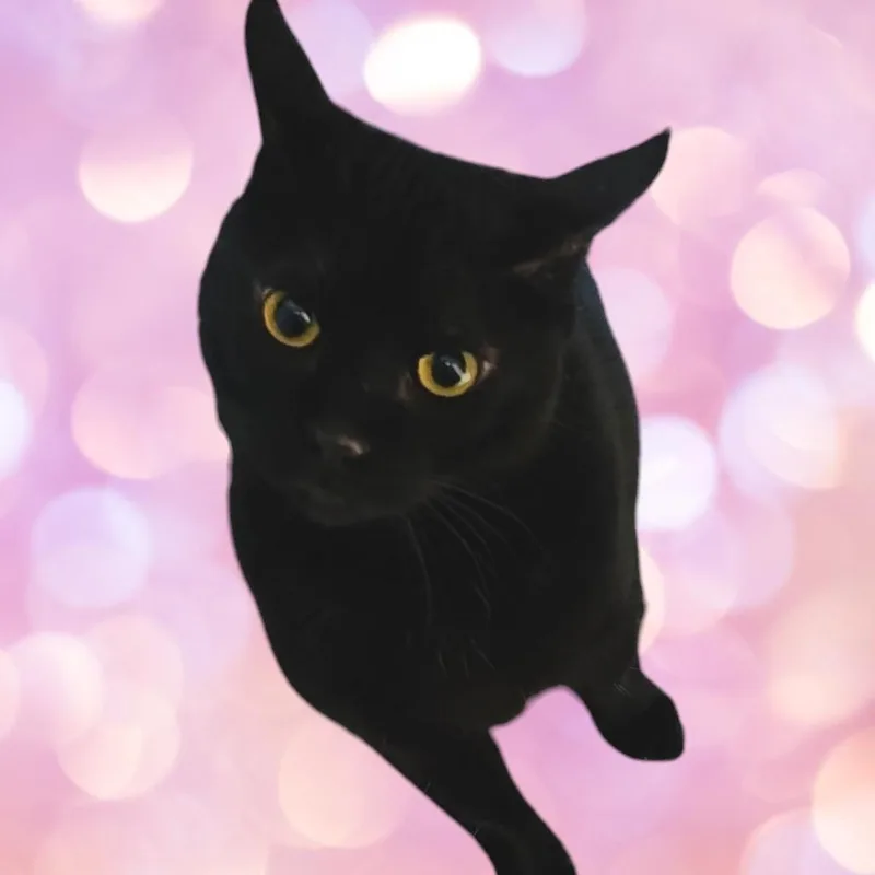 An adult small-sized male Black Domestic Short Hair cat named Shelby for adoption in Waggaman, LA
