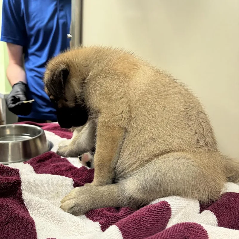 A baby small-sized female Yellow / Tan / Blond / Fawn Mixed Breed dog named Puddin' for adoption in Palm Springs, CA