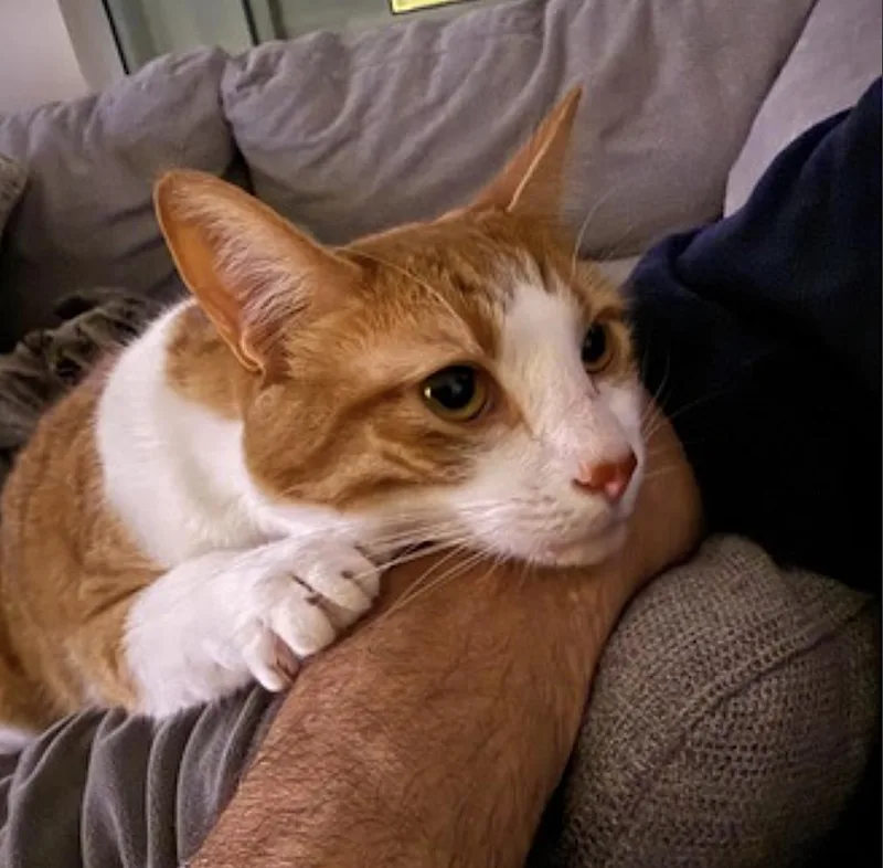 An adult large-sized male Domestic Short Hair cat named Chester for adoption in Amherst, MA