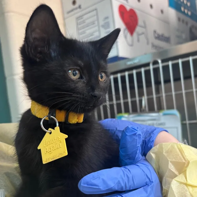 A baby small-sized female Black Domestic Short Hair cat named Apus for adoption in Springfield, MA