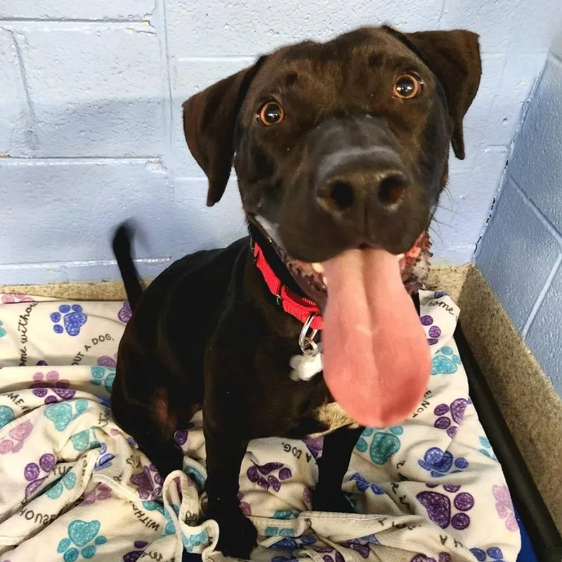 An adult medium-sized male Labrador Retriever dog named Pascal for adoption in Falls Church, VA
