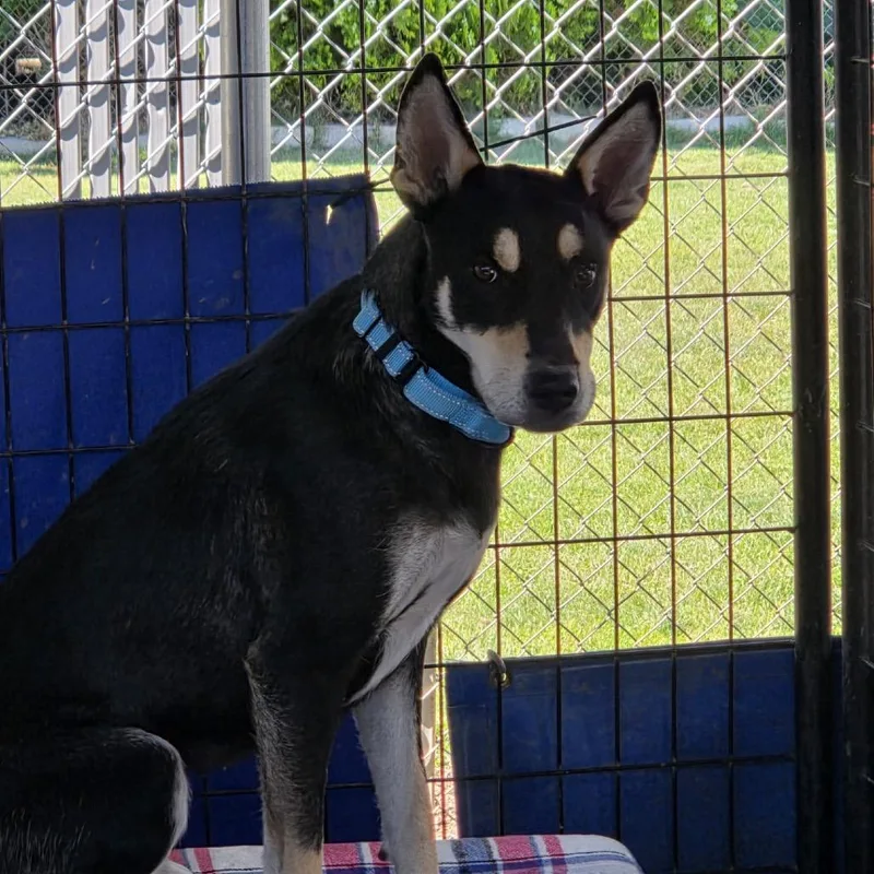 An adult medium-sized female White / Cream Mixed Breed dog named Kris for adoption in Medford, OR