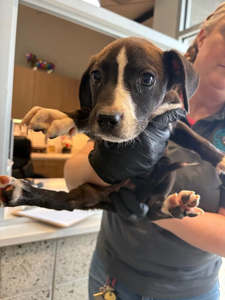 A baby small-sized male Mixed Breed dog named Paul for adoption in Bossier City, LA