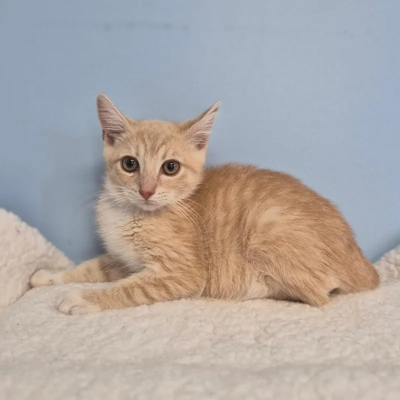 A baby small-sized male Cream / Ivory Domestic Short Hair cat named Oliver for adoption in Wahiawa, HI