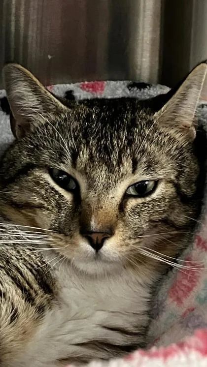 An adult medium-sized male Domestic Short Hair cat named Mitch for adoption in Venice, FL