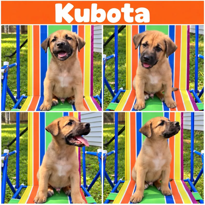 Kubota Karate