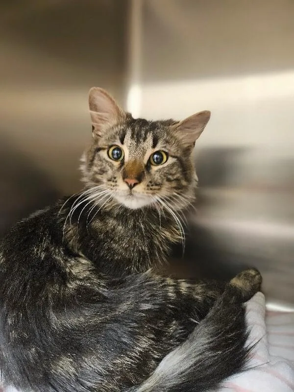 An adult medium-sized male Tabby (Brown / Chocolate) Domestic Medium Hair cat named Bailey for adoption in Disputanta, VA