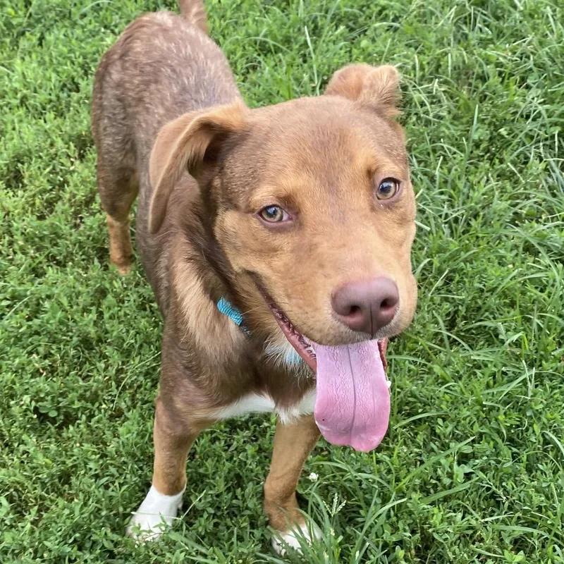 A young medium-sized male Brown / Chocolate Labrador Retriever dog named Bear for adoption in Newark, DE