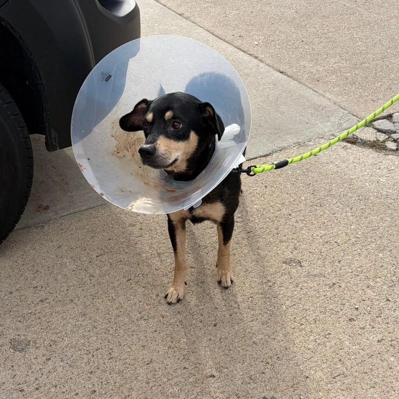 A senior medium-sized female Black Mixed Breed dog named Sadie for adoption in Mentor, OH