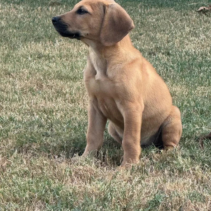 A baby medium-sized female Red / Chestnut / Orange Rhodesian Ridgeback dog named Brittany for adoption in Cordova, TN