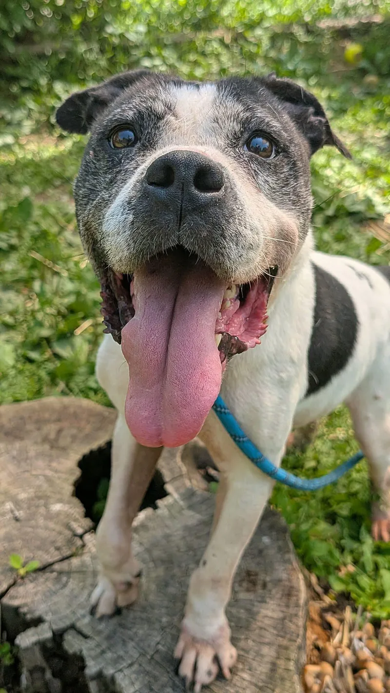 A senior medium-sized female White / Cream Pit Bull Terrier dog named Cookie Dough for adoption in Chicago, IL