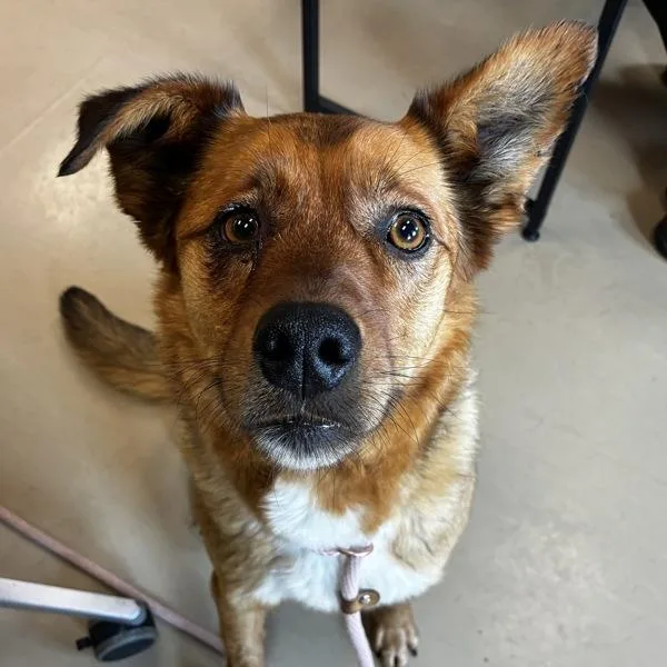 An adult medium-sized male Australian Cattle Dog / Blue Heeler dog named Trey for adoption in Des Moines, IA