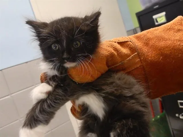 Patootie