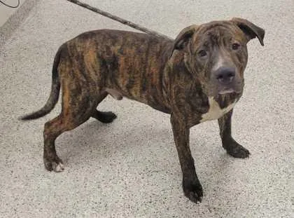 A young large-sized male Brown / Chocolate Pit Bull Terrier dog named Curly for adoption in Kansas City, MO