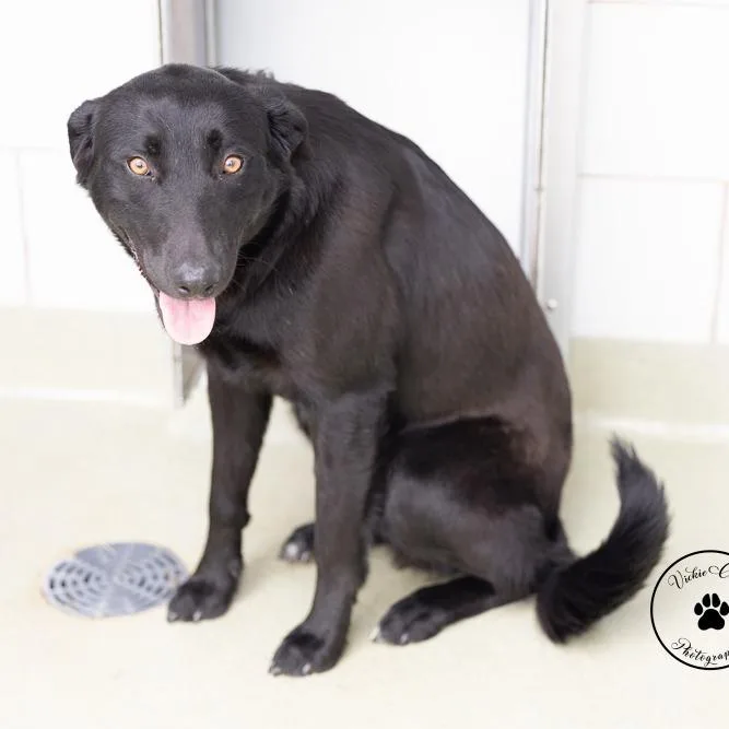 An adult medium-sized male Black Shepherd dog named Washington for adoption in Abilene, TX