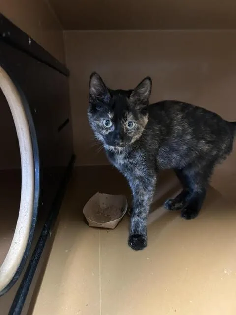 A baby medium-sized female Domestic Short Hair cat named Smooch for adoption in Anoka, MN