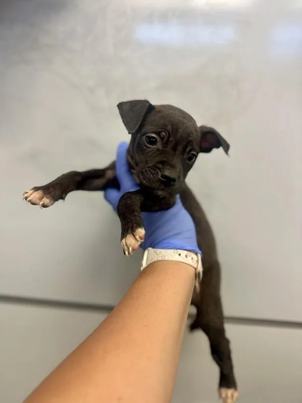 A baby medium-sized female Pit Bull Terrier dog named Ajax for adoption in Victorville, CA