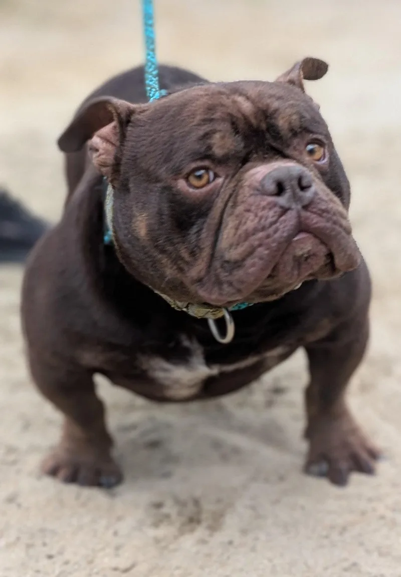 An adult medium-sized male American Bulldog dog named Brady for adoption in Hillsboro, NH
