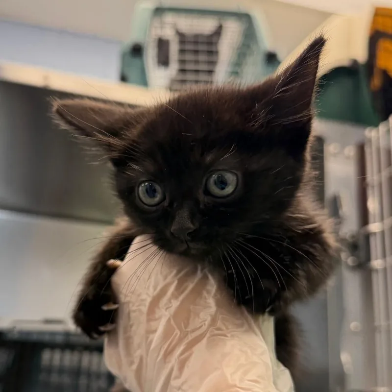 A baby small-sized male Black Domestic Short Hair cat named Hallelujah for adoption in Martinsville, VA