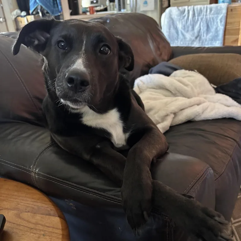 An adult medium-sized female Black Labrador Retriever dog named Jetta D for adoption in Princeton, MN