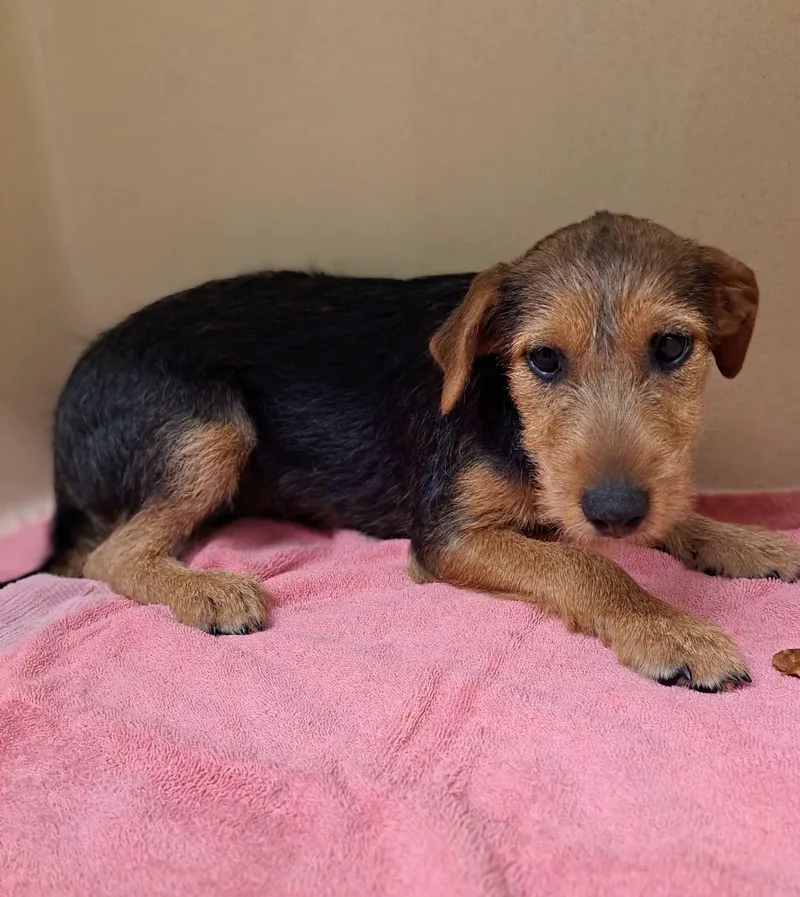 A baby medium-sized female Black Airedale Terrier dog named Teddy for adoption in Cedarburg, WI