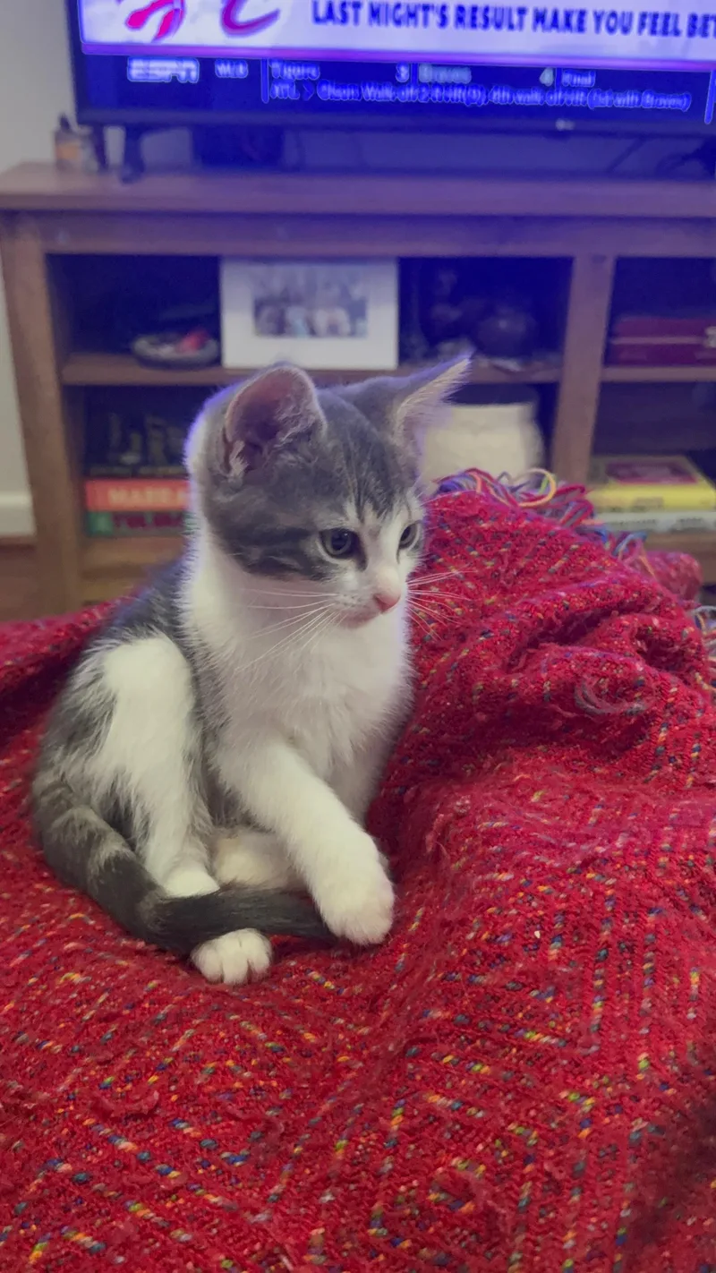 A baby medium-sized female Gray & White Domestic Short Hair cat named Dee for adoption in Brooklyn, NY