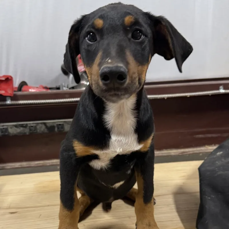 A baby medium-sized male Black Doberman Pinscher dog named Fudge for adoption in Ennis, TX