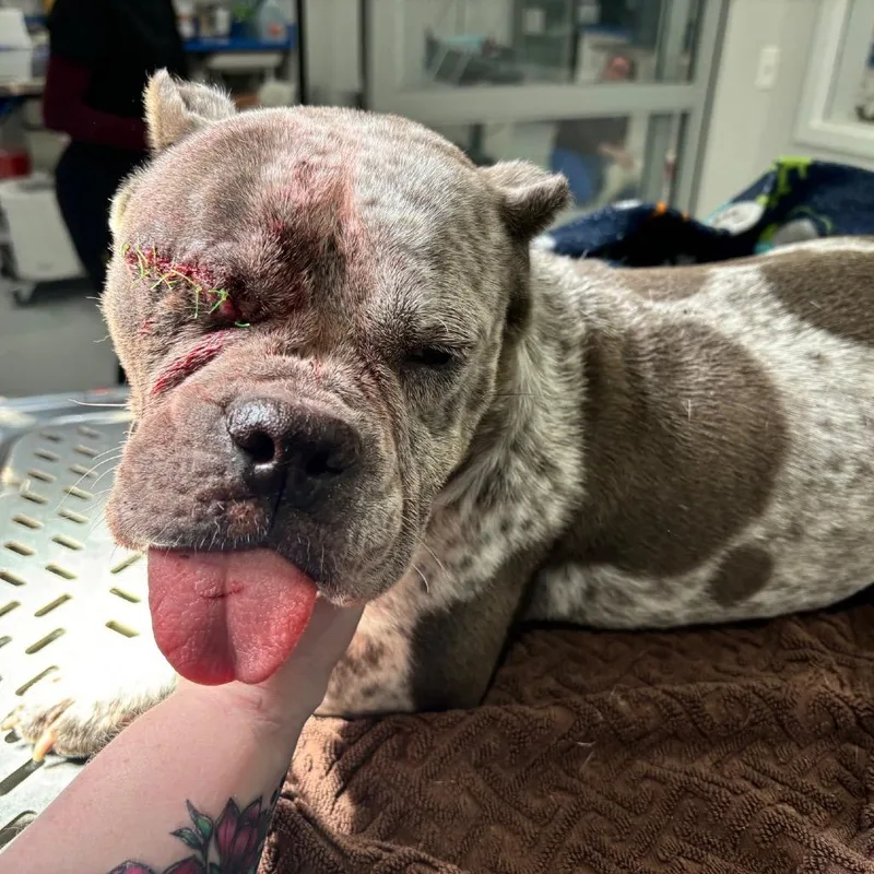 An adult medium-sized female Gray / Blue / Silver English Bulldog dog named Margie for adoption in Northbrook, IL