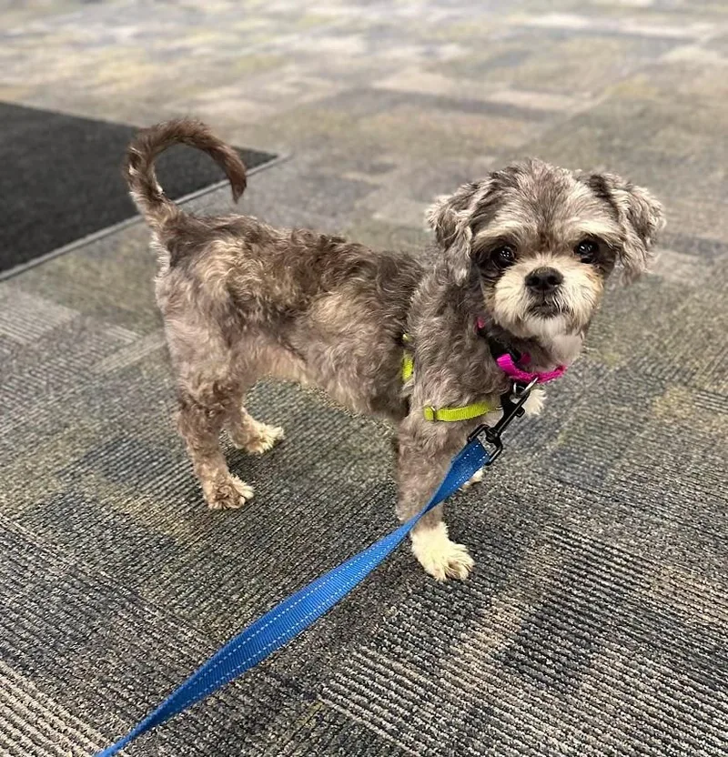 An adult small-sized female Shih Tzu dog named Betty Marie Home Visit for adoption in Hartland, WI