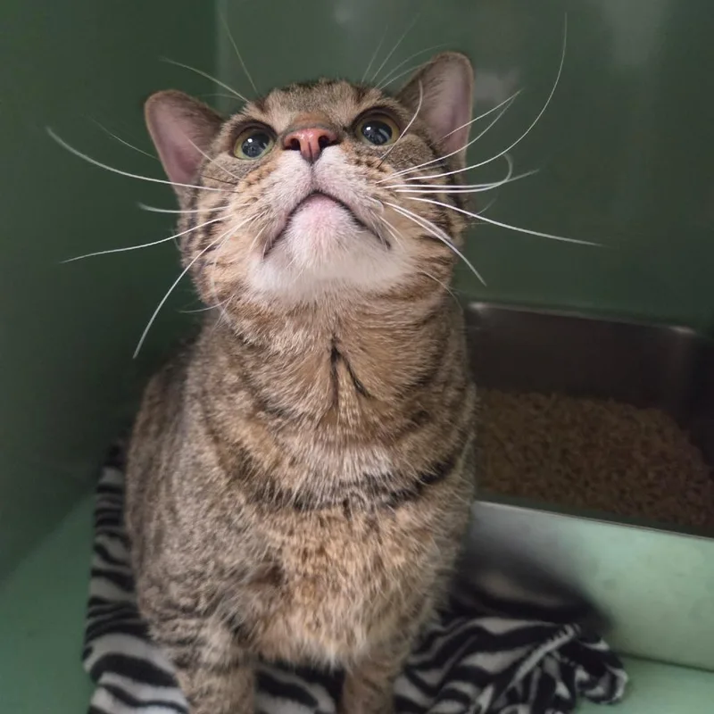 An adult extra large-sized male Domestic Short Hair cat named Tonka "Big Rig" Lump for adoption in Normal, IL