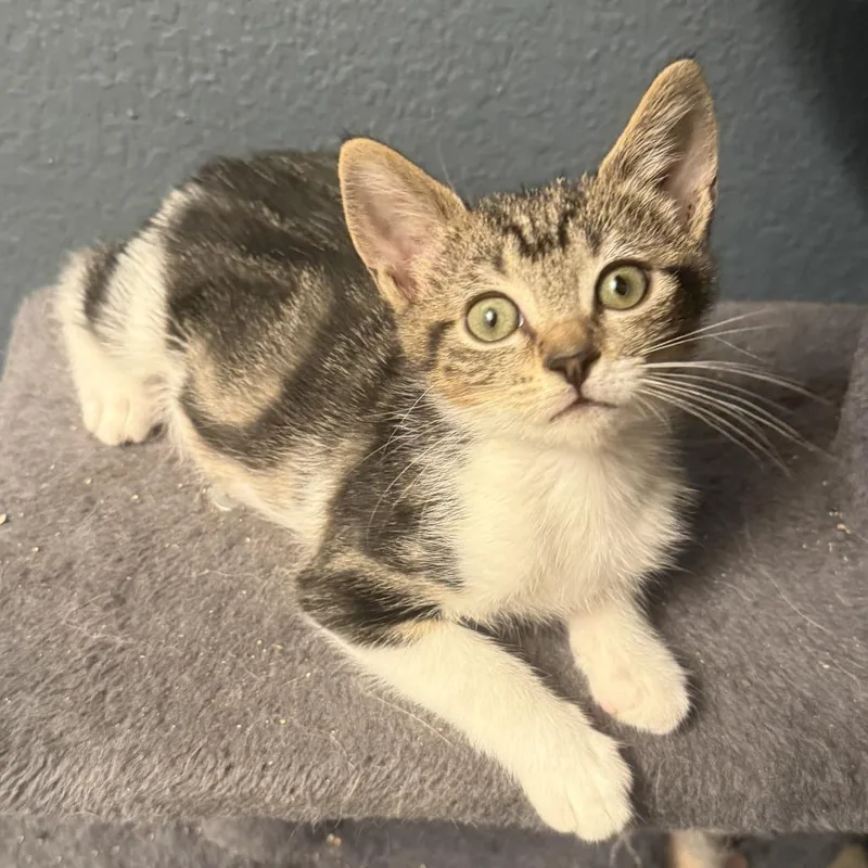 A baby small-sized female Brown / Chocolate Domestic Short Hair cat named Lily for adoption in Long Beach, CA
