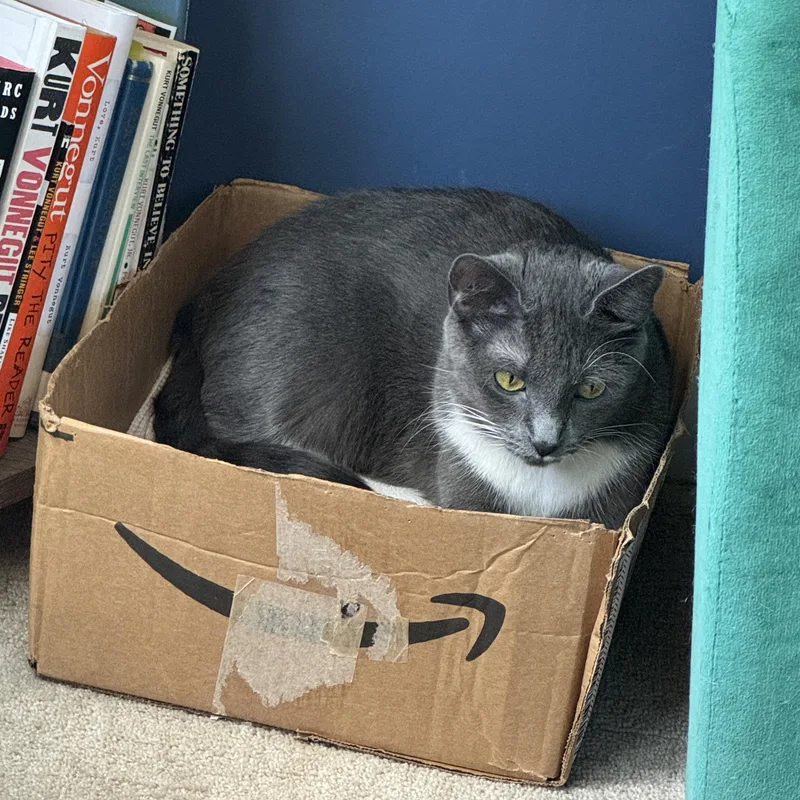 An adult medium-sized female Gray & White Domestic Short Hair cat named Lucille for adoption in Cleveland Heights, OH