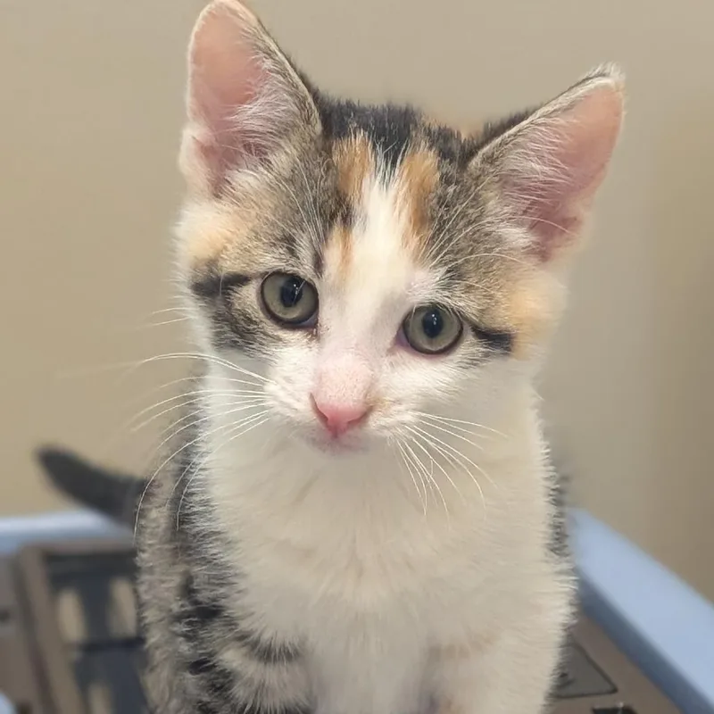 A baby small-sized female Domestic Short Hair cat named Coco for adoption in Sonoma, CA