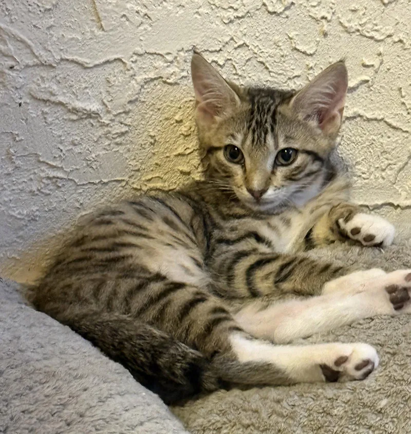 A baby medium-sized female Domestic Short Hair cat named Mocha for adoption in Oviedo, FL