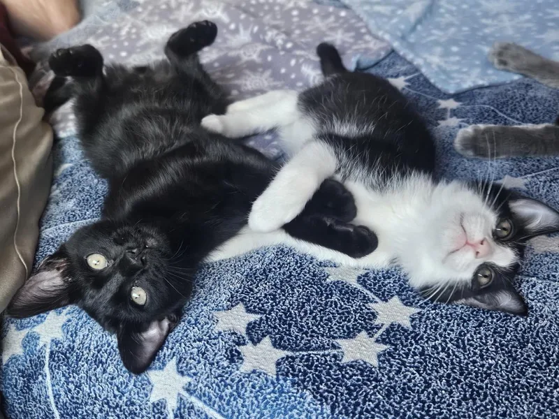 Soot Sprite Bonded To