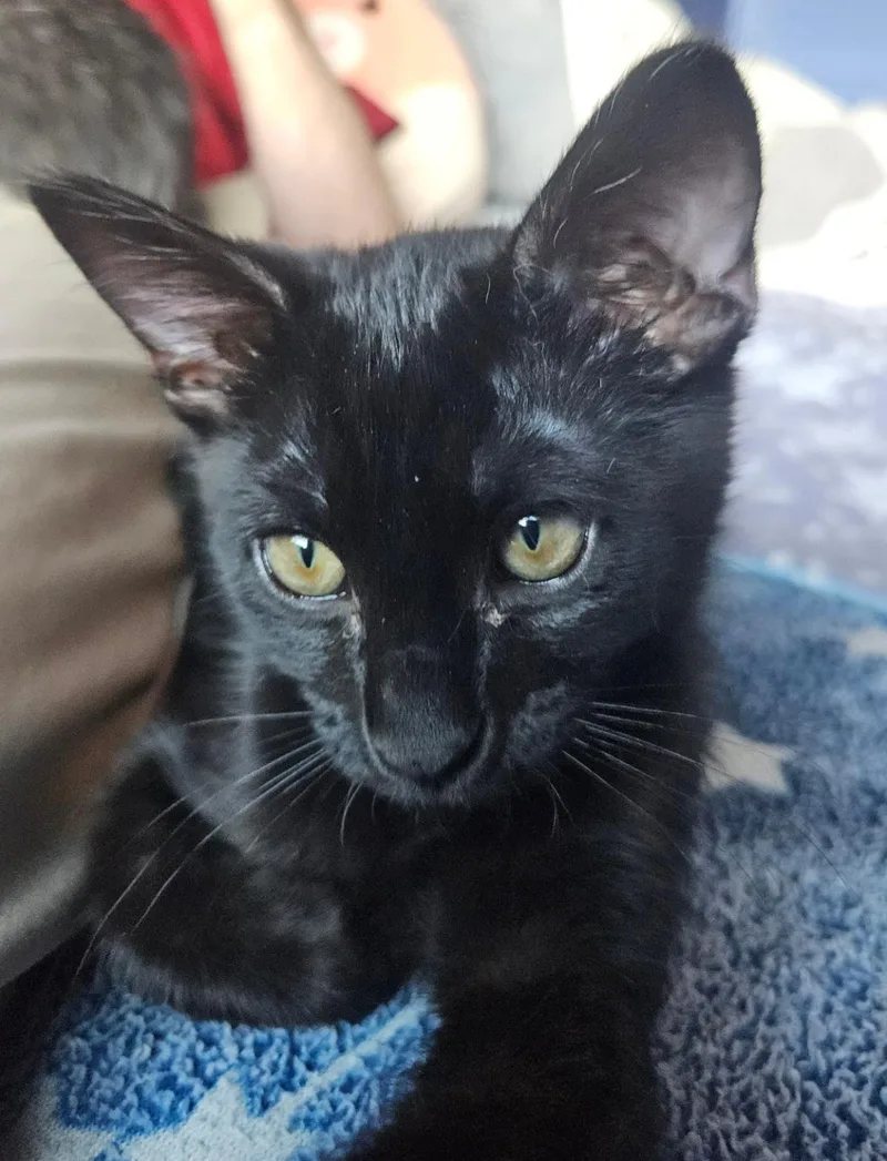 Soot Sprite Bonded To thumbnail 2