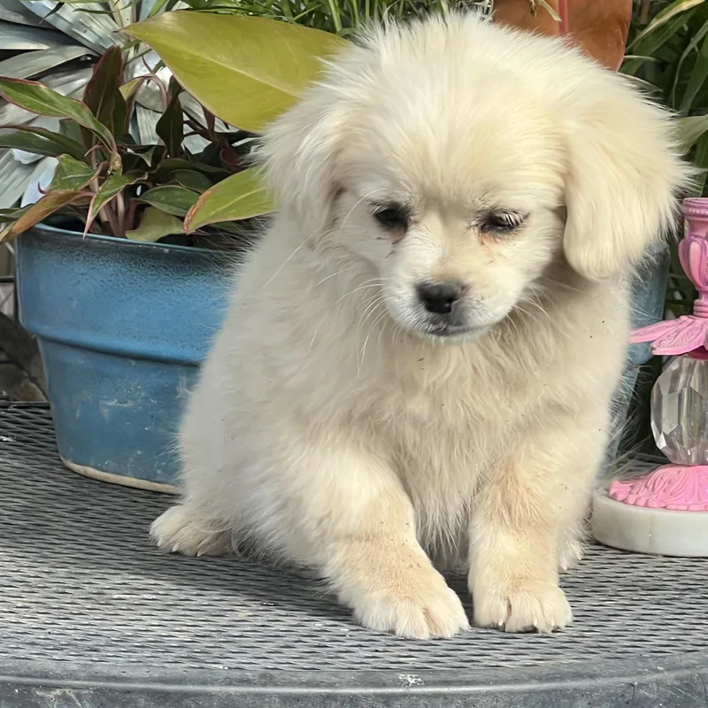 Diva